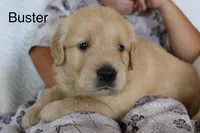 Buster, a male Golden Retriever for sale in Nora Springs, IA – 1 of 3