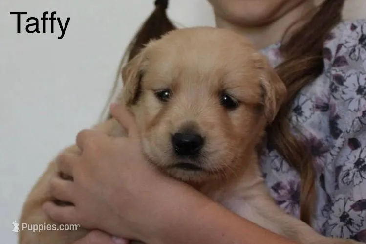 Taffy – Golden Retriever puppy for sale in Nora Springs, IA