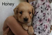 Honey, a female Golden Retriever for sale in Nora Springs, IA – 2 of 3