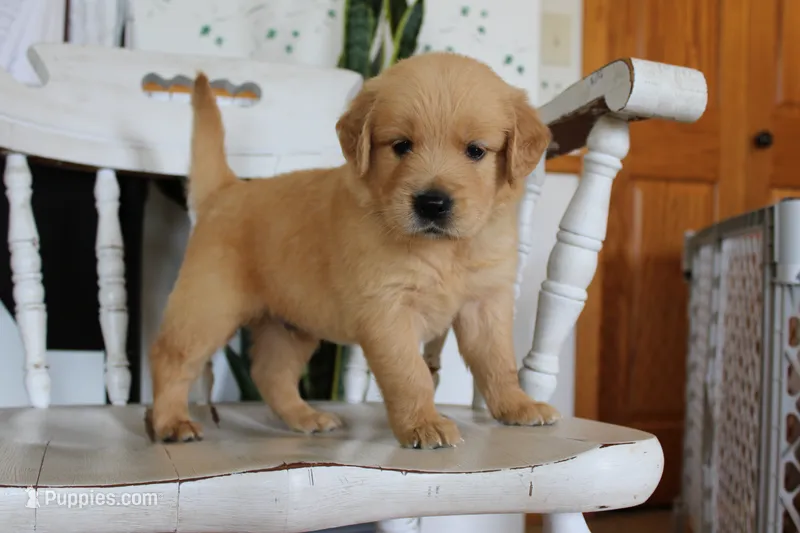 King – Golden Retriever puppy for sale in Nora Springs, IA