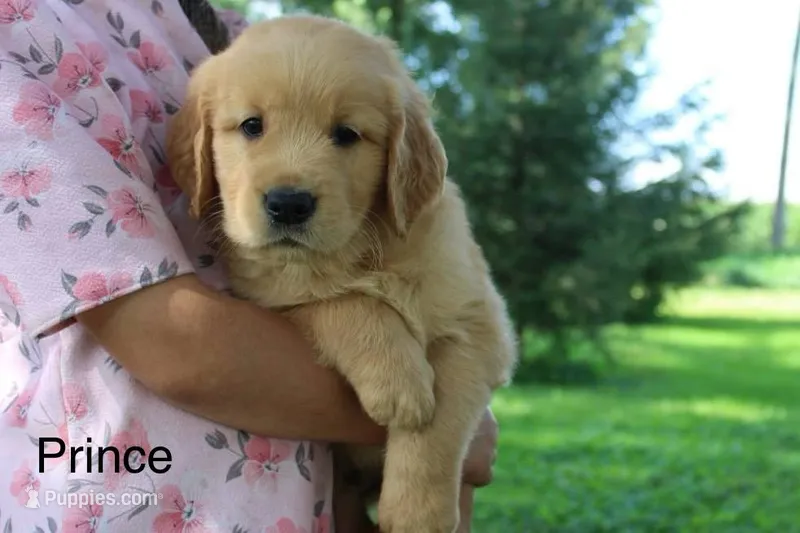 Prince – Golden Retriever puppy for sale in Nora Springs, IA