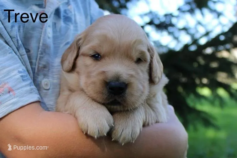 Treve – Golden Retriever puppy for sale in Nora Springs, IA