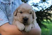 Treve, a male Golden Retriever for sale in Nora Springs, IA – 1 of 3