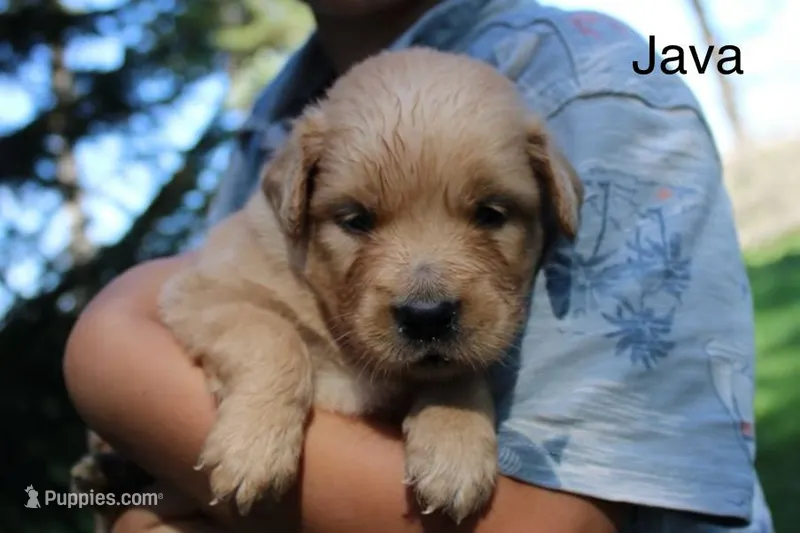 Java – Golden Retriever puppy for sale in Nora Springs, IA