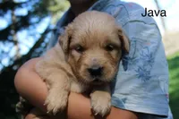 Java, a male Golden Retriever for sale in Nora Springs, IA – 1 of 3