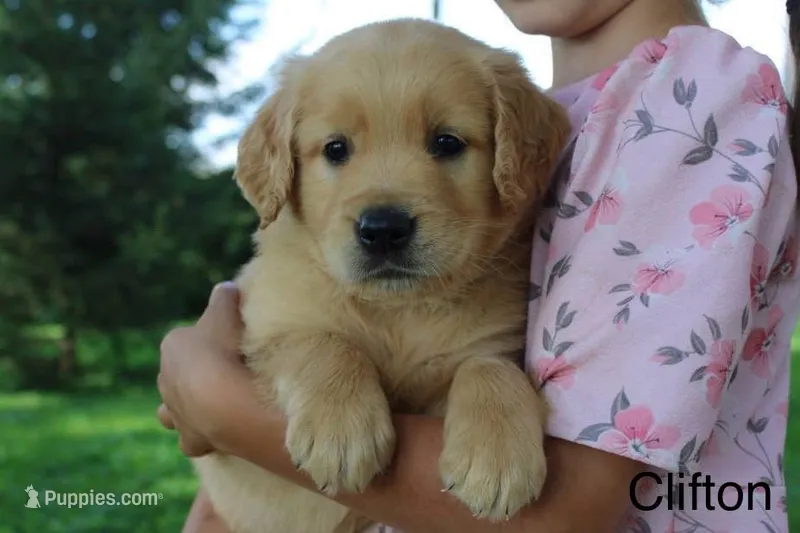 Clifton – Golden Retriever puppy for sale in Nora Springs, IA