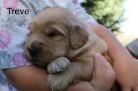 Treve, a male Golden Retriever for sale in Nora Springs, IA – 3 of 3