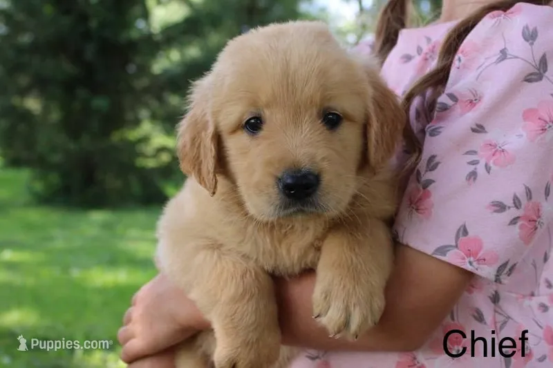 Chief – Golden Retriever puppy for sale in Nora Springs, IA