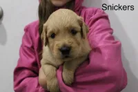 Snickers, a male Golden Retriever for sale in Nora Springs, IA – 1 of 3