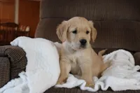 Majesty, a male Golden Retriever for sale in Nora Springs, IA – Photo 2 of 4