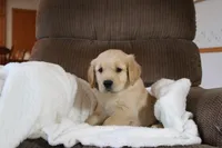 Majesty, a male Golden Retriever for sale in Nora Springs, IA – Photo 3 of 4