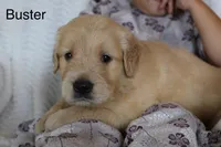 Buster, a male Golden Retriever for sale in Nora Springs, IA – 3 of 3