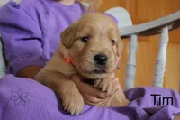 Tim, a male Golden Retriever for sale in Nora Springs, IA – 3 of 3