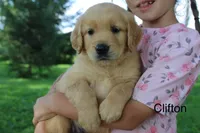 Clifton, a male Golden Retriever for sale in Nora Springs, IA – 3 of 3