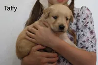 Taffy, a female Golden Retriever for sale in Nora Springs, IA – 3 of 3