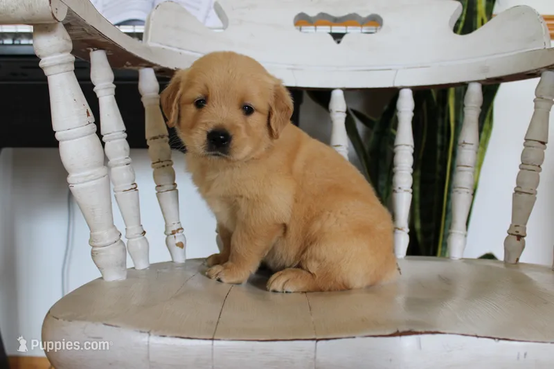 Chief – Golden Retriever puppy for sale in Nora Springs, IA