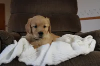 King, a male Golden Retriever for sale in Nora Springs, IA – Photo 3 of 4