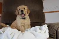 King, a male Golden Retriever for sale in Nora Springs, IA – Photo 1 of 4