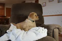 King, a male Golden Retriever for sale in Nora Springs, IA – Photo 2 of 4