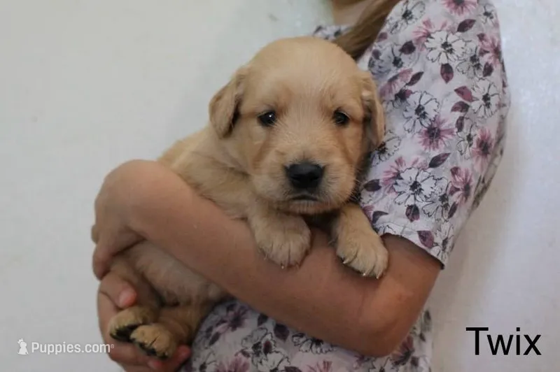 Twix – Golden Retriever puppy for sale in Nora Springs, IA
