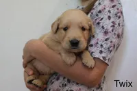 Twix, a male Golden Retriever for sale in Nora Springs, IA – 1 of 3