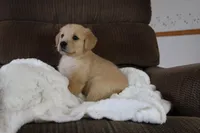 Princess, a male Golden Retriever for sale in Nora Springs, IA – Photo 1 of 4