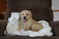 Princess, a male Golden Retriever for sale in Nora Springs, IA – Photo 2 of 4