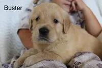 Buster, a male Golden Retriever for sale in Nora Springs, IA – 2 of 3