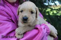 Snickers, a male Golden Retriever for sale in Nora Springs, IA – 3 of 3