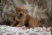 Terry, a male Golden Retriever for sale in Nora Springs, IA – Photo 1 of 4