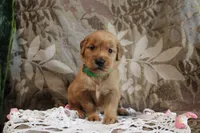 Terry, a male Golden Retriever for sale in Nora Springs, IA – Photo 2 of 4