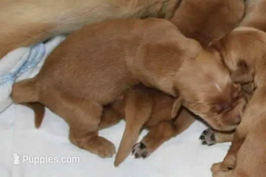 Male # 2 – Golden Retriever puppy for sale in Nora Springs, IA