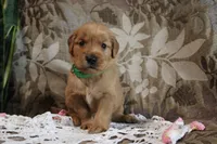 Terry, a male Golden Retriever for sale in Nora Springs, IA – Photo 3 of 4