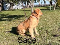 Male # 2, a male Golden Retriever for sale in Nora Springs, IA – Photo 2 of 2