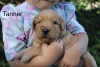 Tanner, a male Golden Retriever for sale in Nora Springs, IA – 2 of 3
