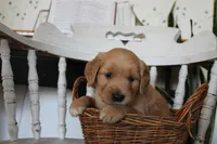 Treasure, a female Golden Retriever for sale in Nora Springs, IA – 2 of 3