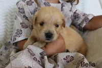 Bella, a female Golden Retriever for sale in Nora Springs, IA – 1 of 3