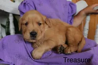 Treasure, a female Golden Retriever for sale in Nora Springs, IA – 2 of 3