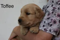 Toffee, a female Golden Retriever for sale in Nora Springs, IA – 2 of 3