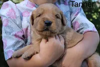 Tanner, a male Golden Retriever for sale in Nora Springs, IA – 3 of 3