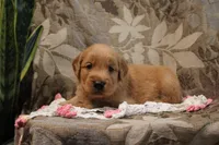 Tanner, a male Golden Retriever for sale in Nora Springs, IA – Photo 1 of 3