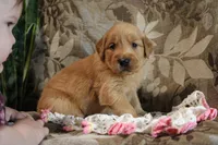 Tanner, a male Golden Retriever for sale in Nora Springs, IA – Photo 2 of 3