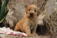 Tanner, a male Golden Retriever for sale in Nora Springs, IA – Photo 3 of 3