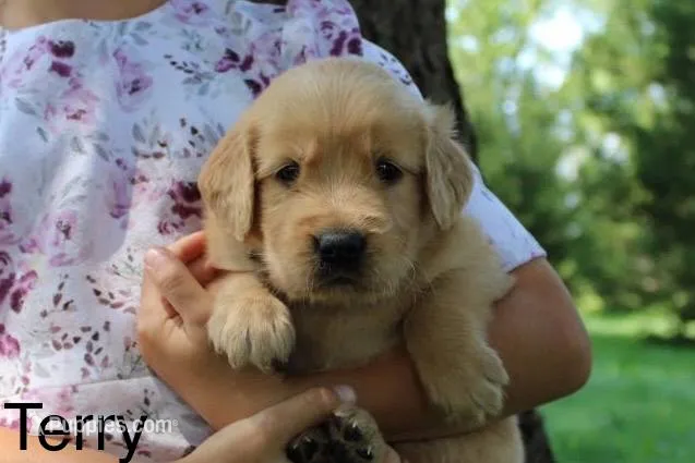 Terry – Golden Retriever puppy for sale in Nora Springs, IA