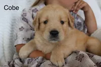 Cobe, a male Golden Retriever for sale in Nora Springs, IA – 2 of 3