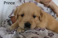 Prince, a male Golden Retriever for sale in Nora Springs, IA – 2 of 3
