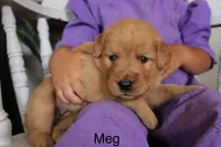 Meg, a female Golden Retriever for sale in Nora Springs, IA – 2 of 3