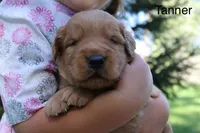 Tanner, a male Golden Retriever for sale in Nora Springs, IA – 1 of 3