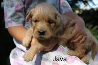 Java, a male Golden Retriever for sale in Nora Springs, IA – 2 of 3