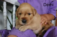 Demi, a male Golden Retriever for sale in Nora Springs, IA – 3 of 3